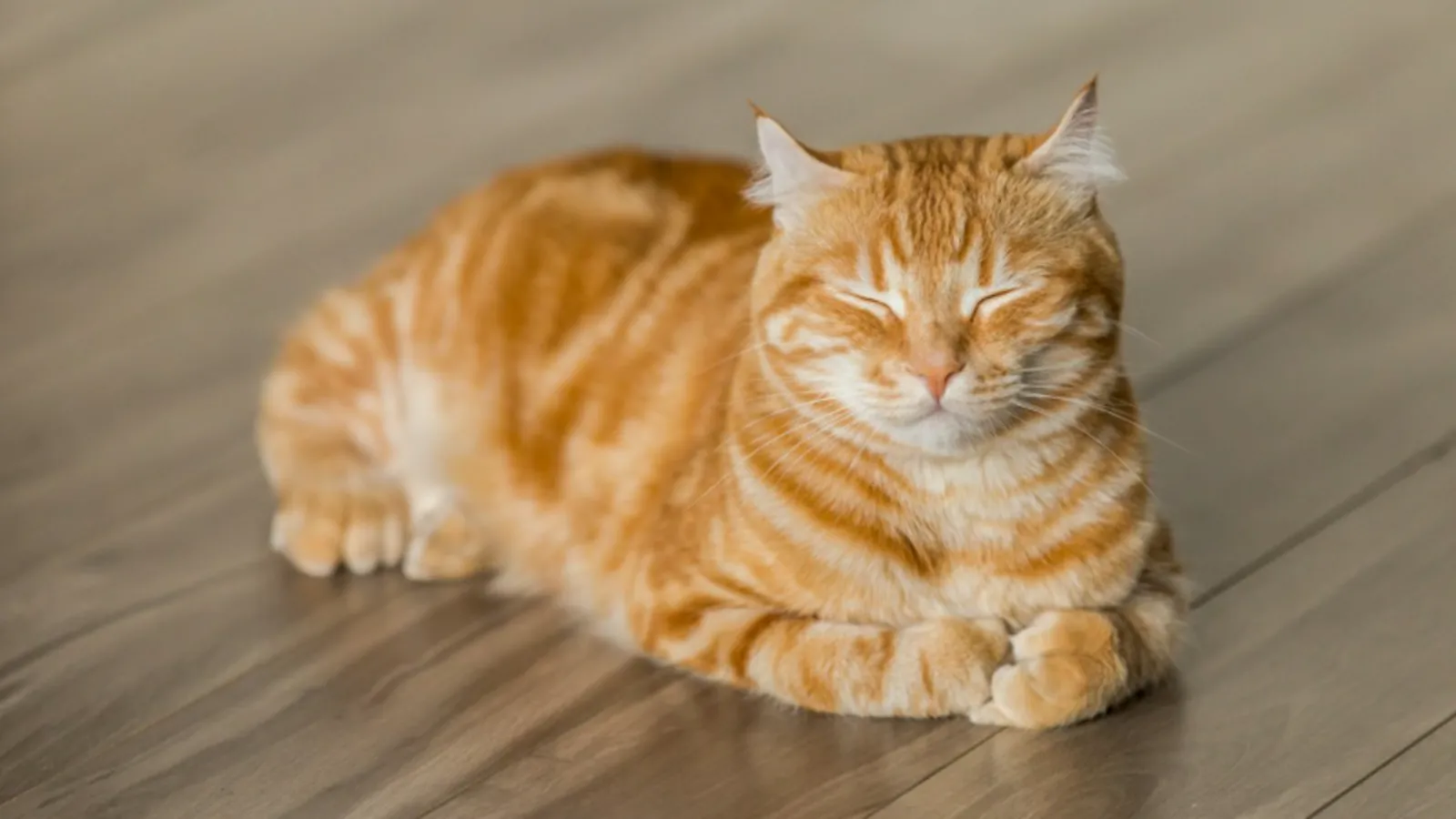 First Cats – Alla presidentens katter